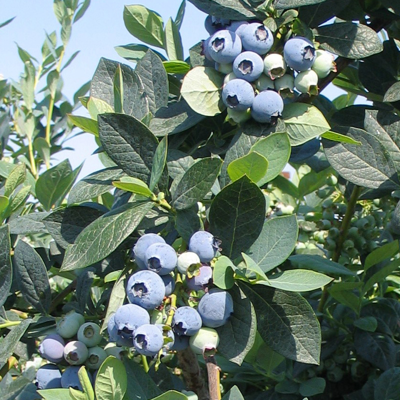 Pohon Blueberry