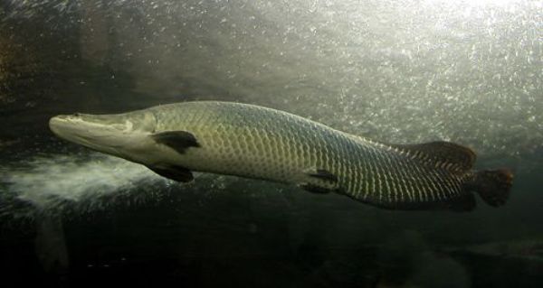 mengenal arapaima gigas