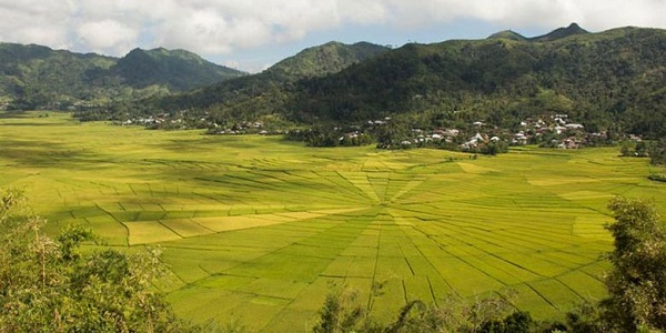 sawah 600x400